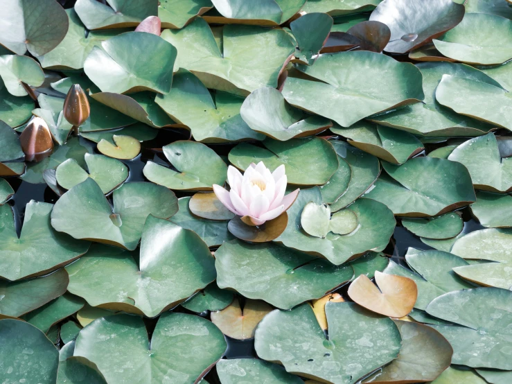 a water plant with leaves on top of it