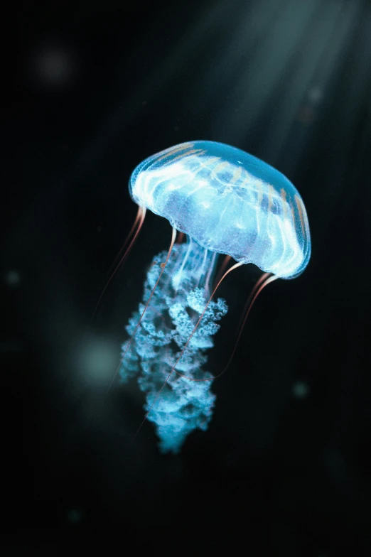 a blue jellyfish in the dark with its lights on