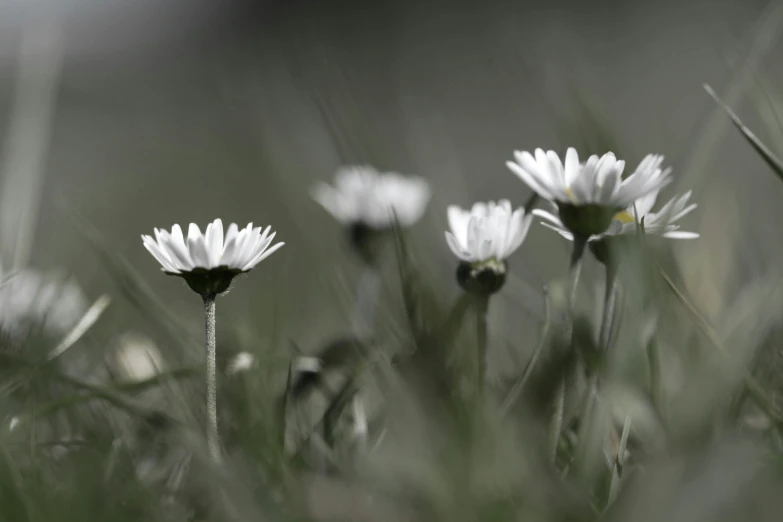 some white flowers on some grass and a blurry background