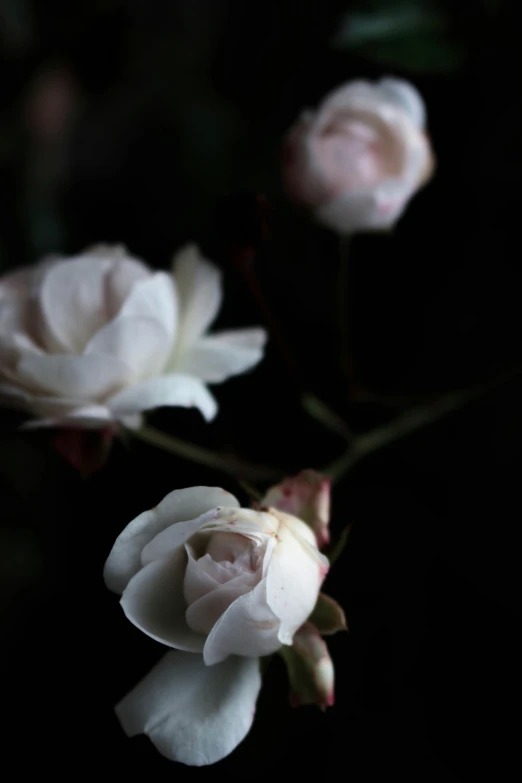three large white flowers on a black background