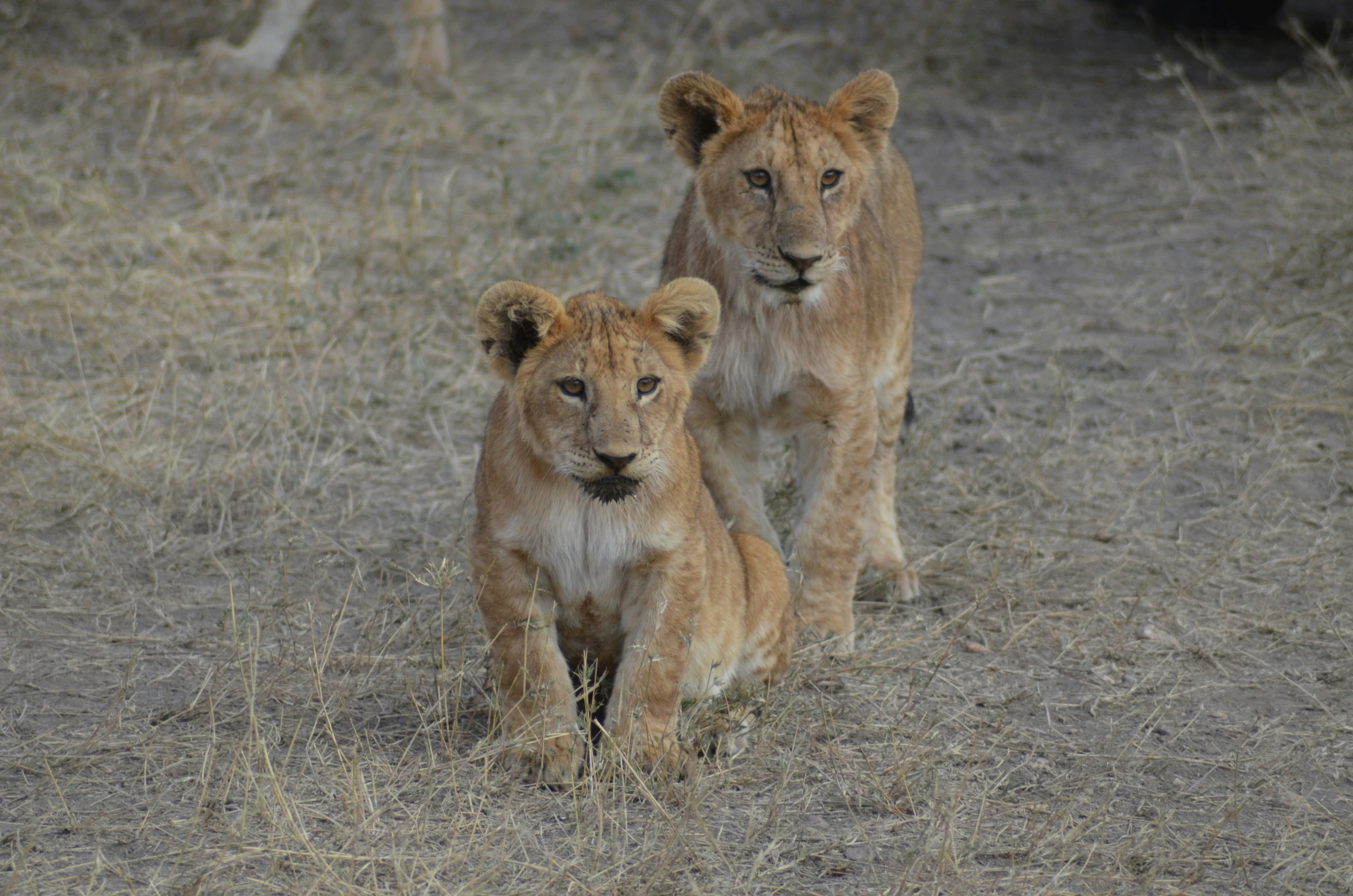 two young lions in the grass with one adult