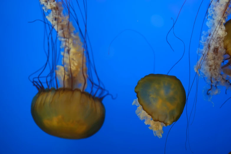 a group of jellyfish floating in the water