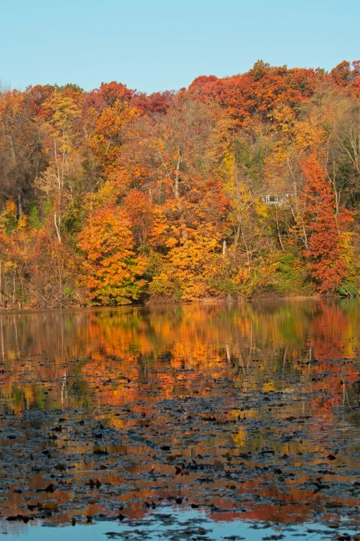 a forest is surrounded by many water plants