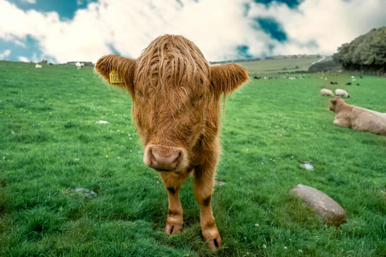 a herd of cattle standing on top of a lush green hillside