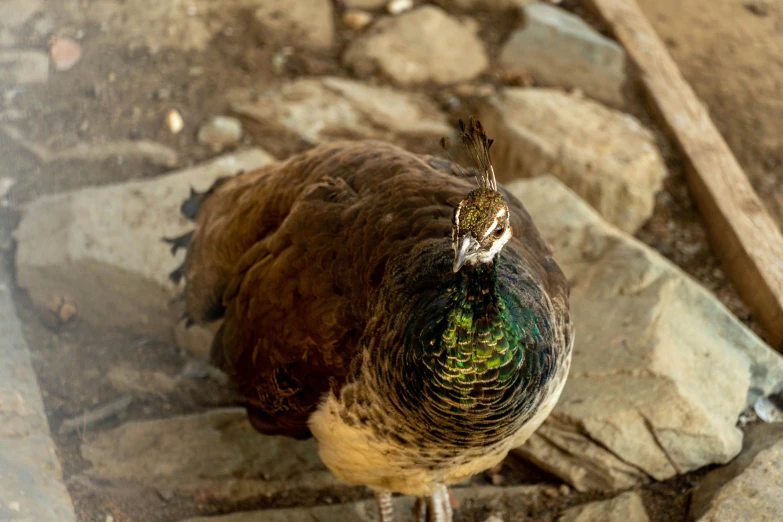 a bird standing on some rocks by itself