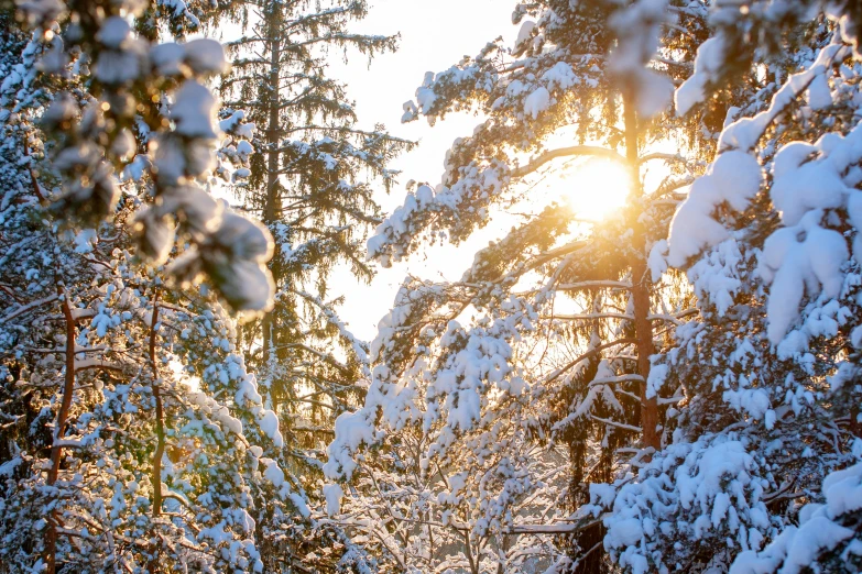 sun shines through the pine trees in a winter wonderland