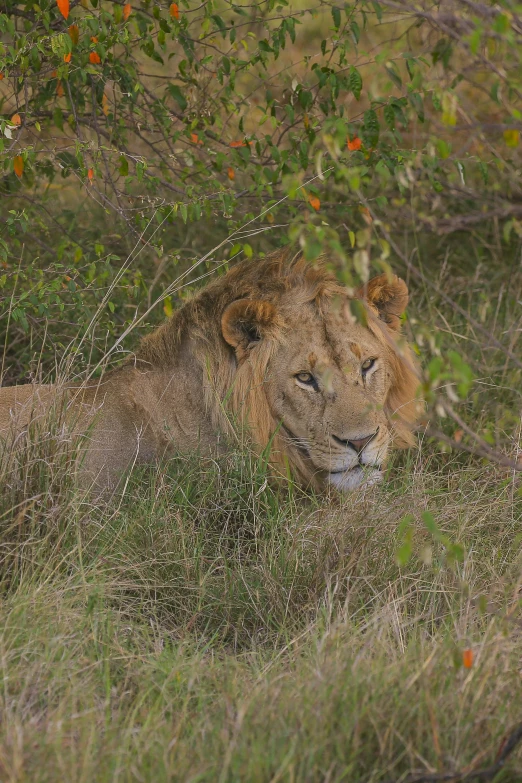 a lion in a grassy area next to bushes