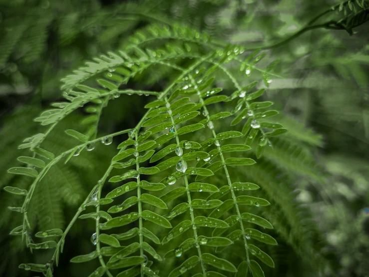 an image of a leaf with water droplets on it