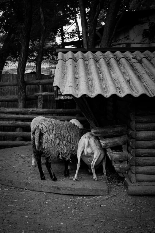 the sheep is grazing next to the old wooden house
