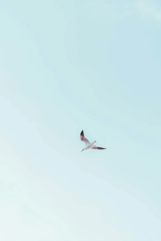 a seagull flying through the sky in the sunshine