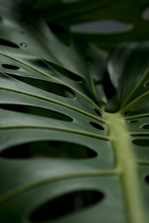 close up of a large green leaf with lots of spots on it