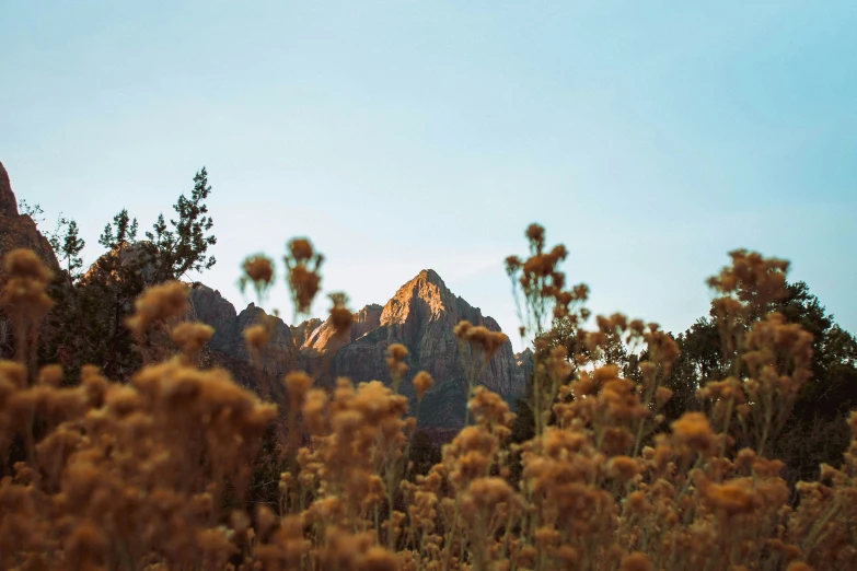 a mountain range with some trees and plants