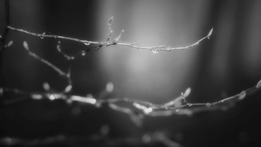 a small leaf with some water droplets on it