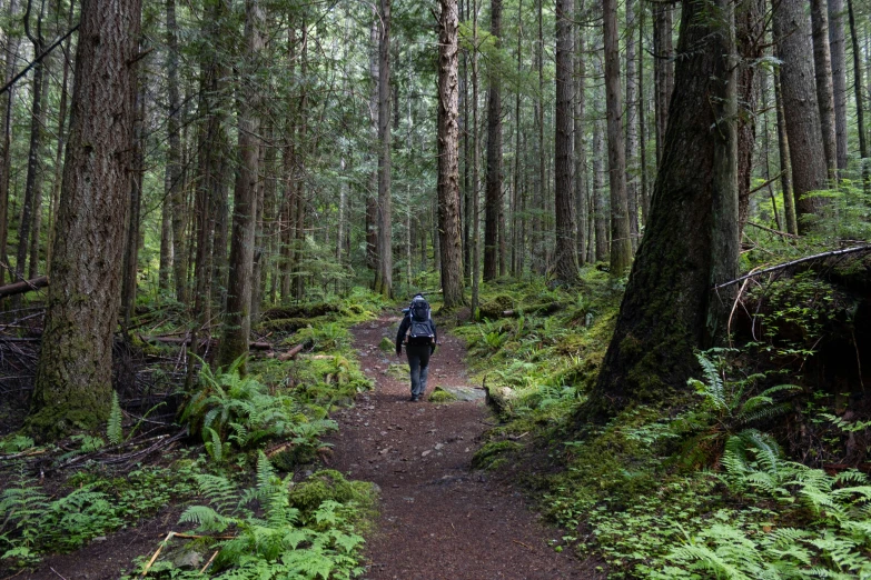 a person walking in a forest with green grass and ferns