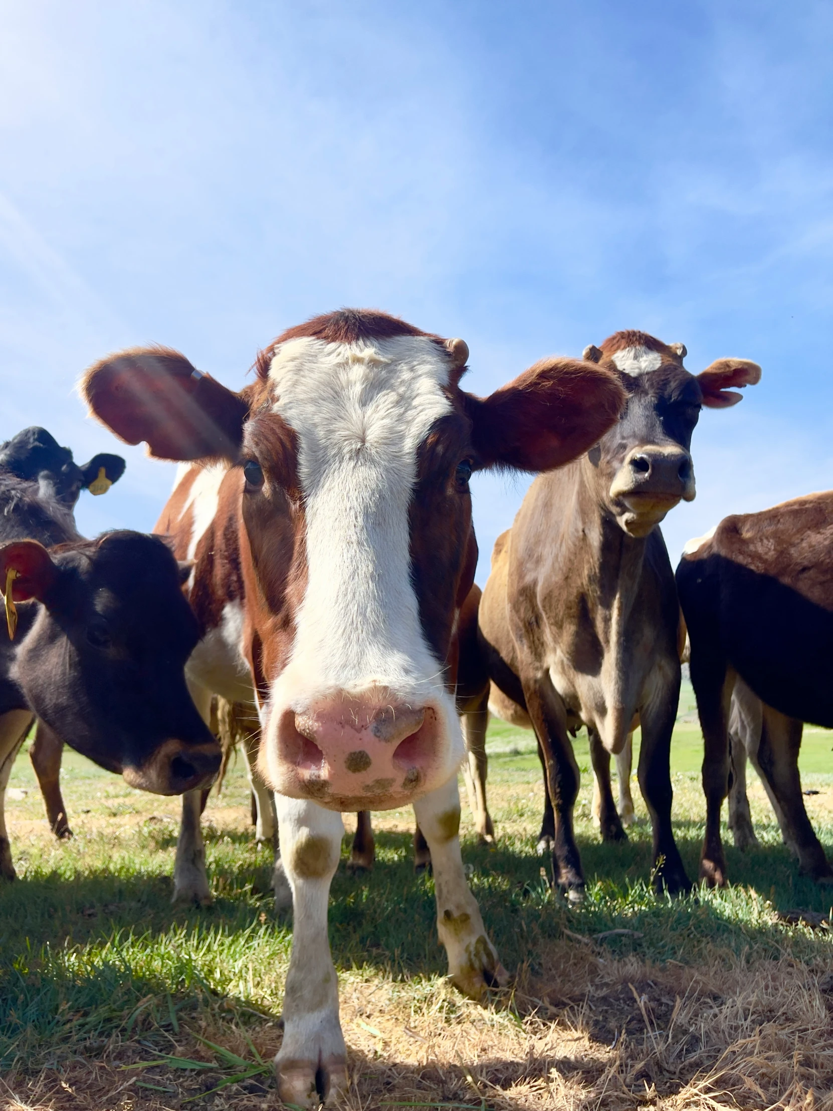 cows standing around a small patch of grass