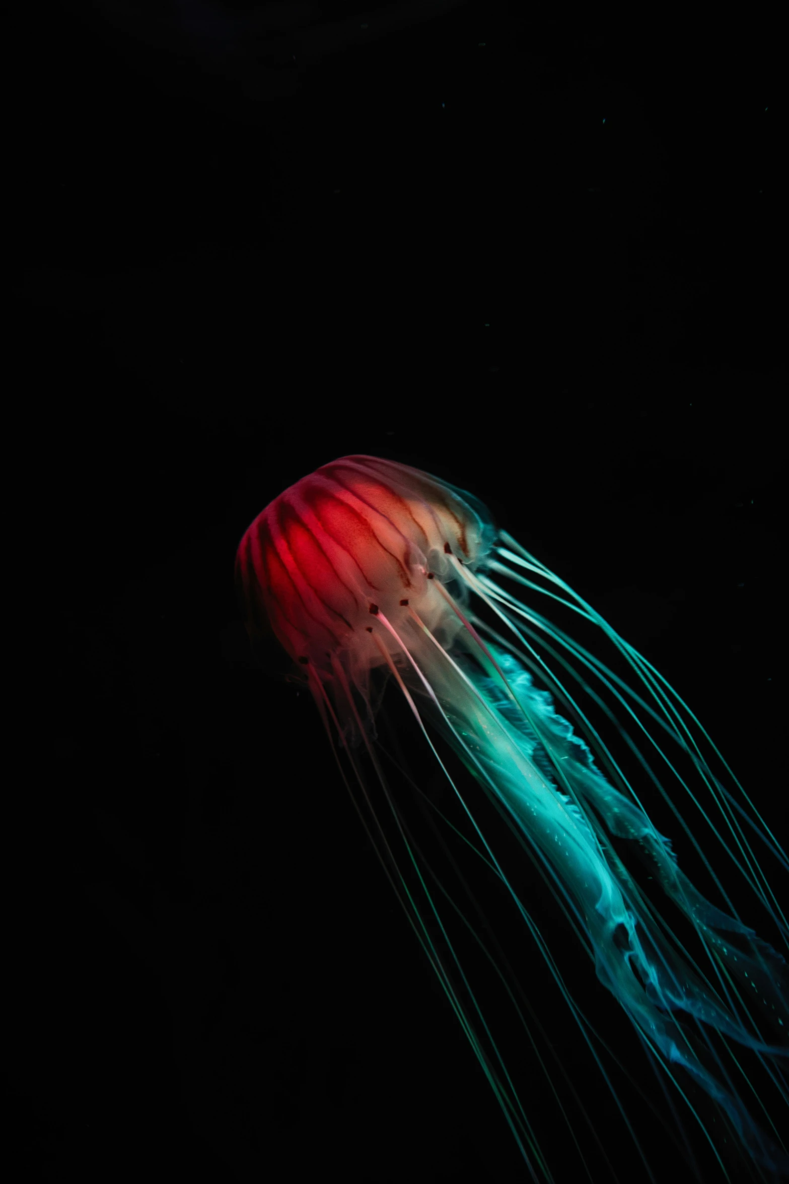 an orange jellyfish with red and blue fins