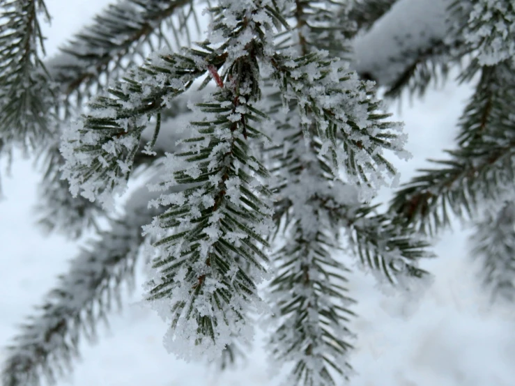 evergreen tree nch covered in snow on a winter day