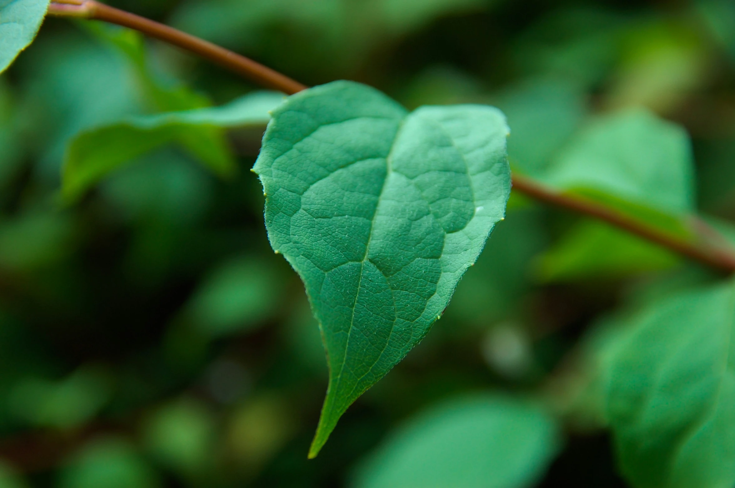 closeup of a green leaf on a tree nch