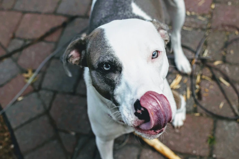 a dog with a stick in his mouth that is holding soing