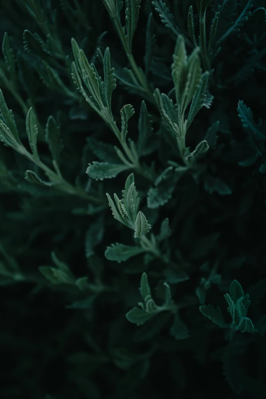 a black background of green leaves and grass