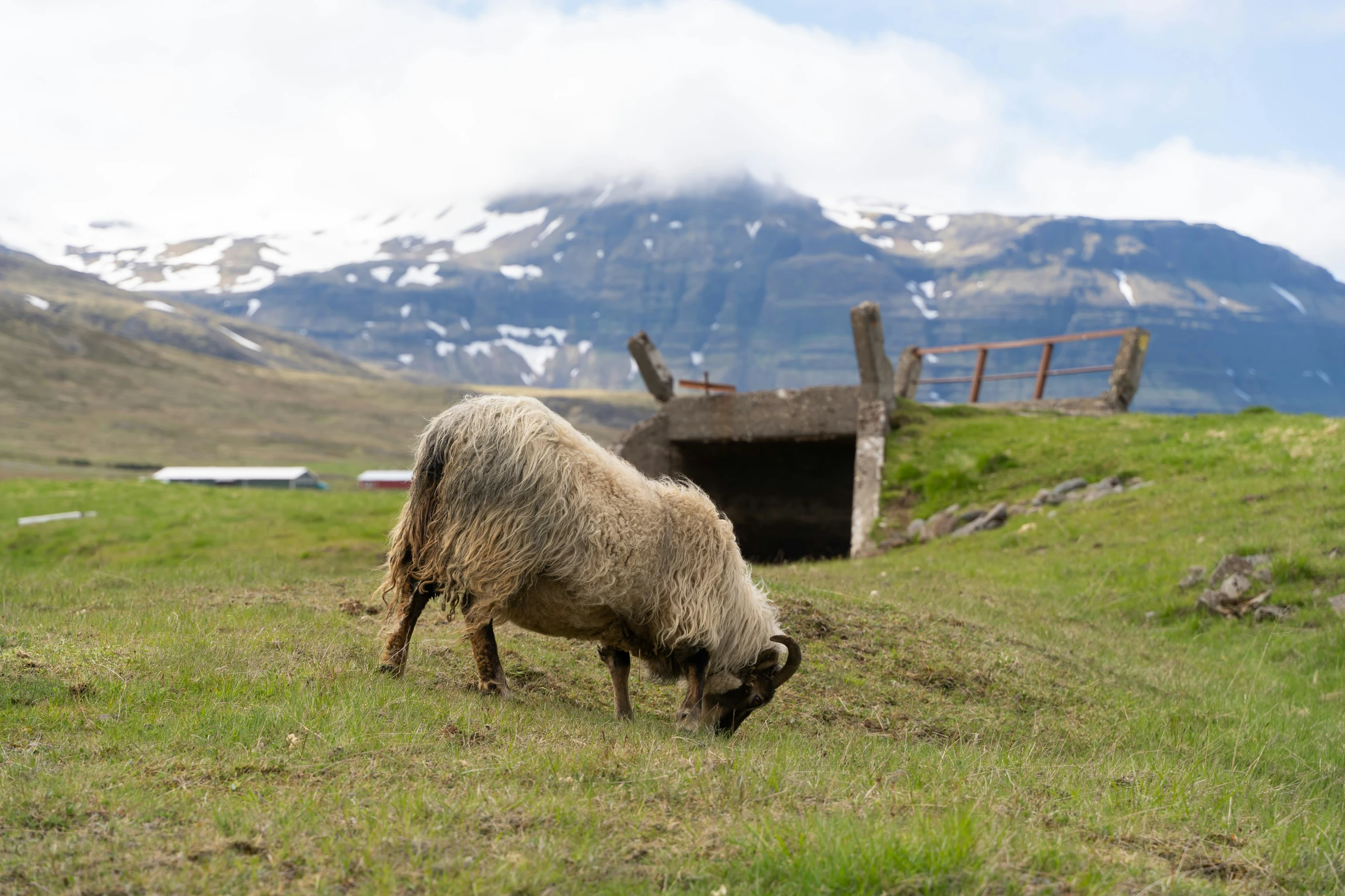 sheep grazing near fence in field near mountain