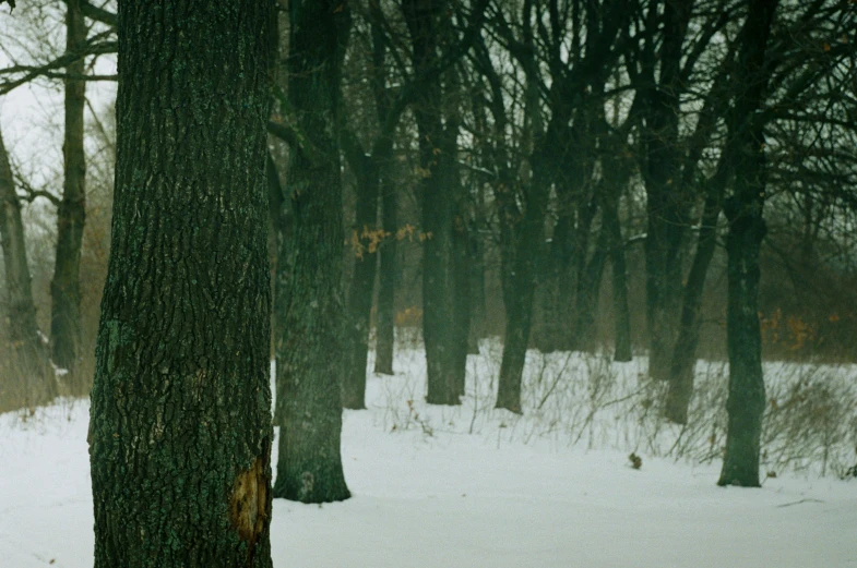 the view of a snowy landscape shows a forest, showing sp trees and few small nches