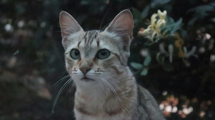 a cat is shown from the neck up looking to its right