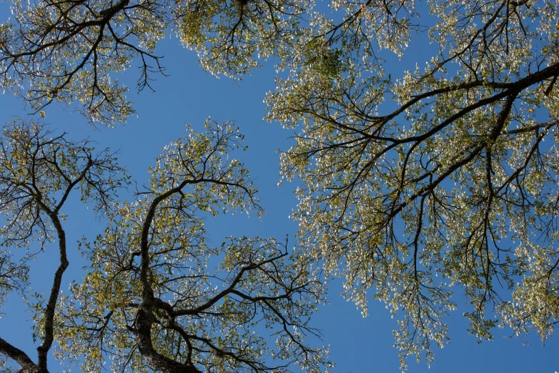 trees without leaves standing next to the sky