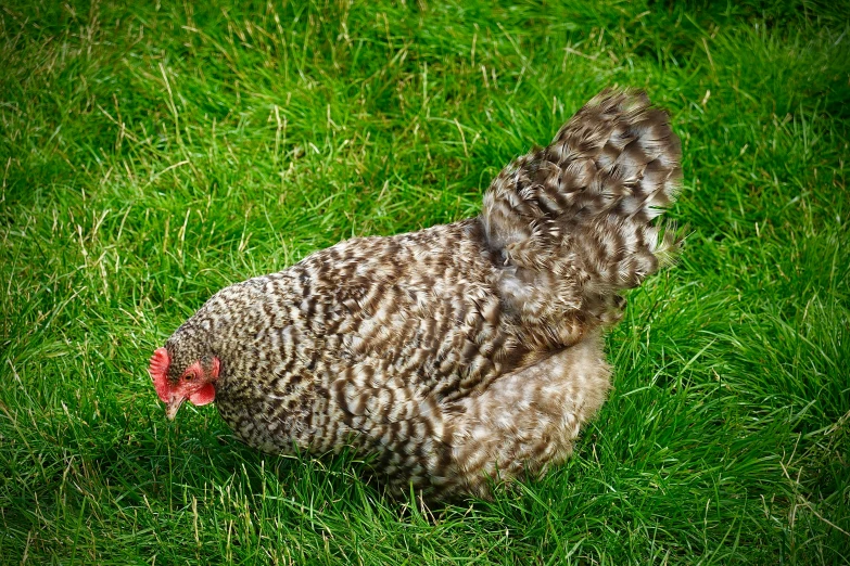 a very pretty chicken standing in some grass