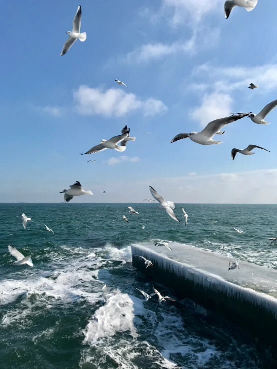 several birds flying over the ocean on a sunny day