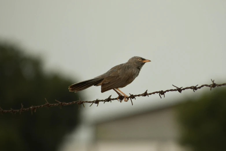 the bird sits on the barb wire watching over the yard