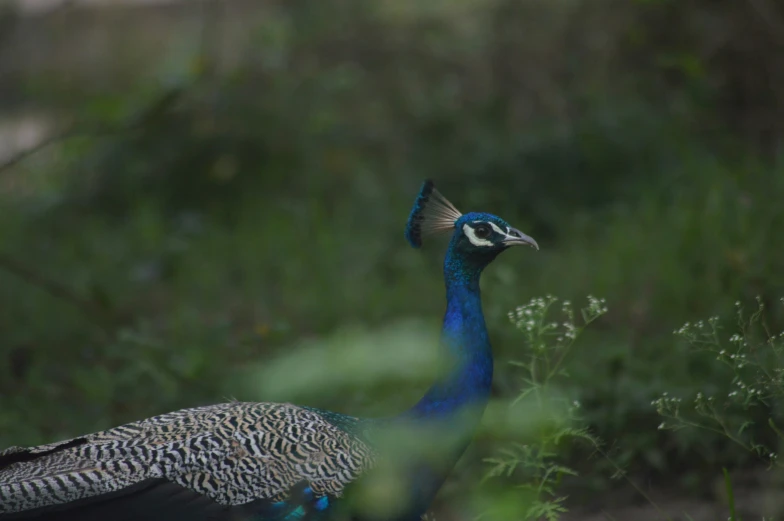 a peacock is standing in a grassy field