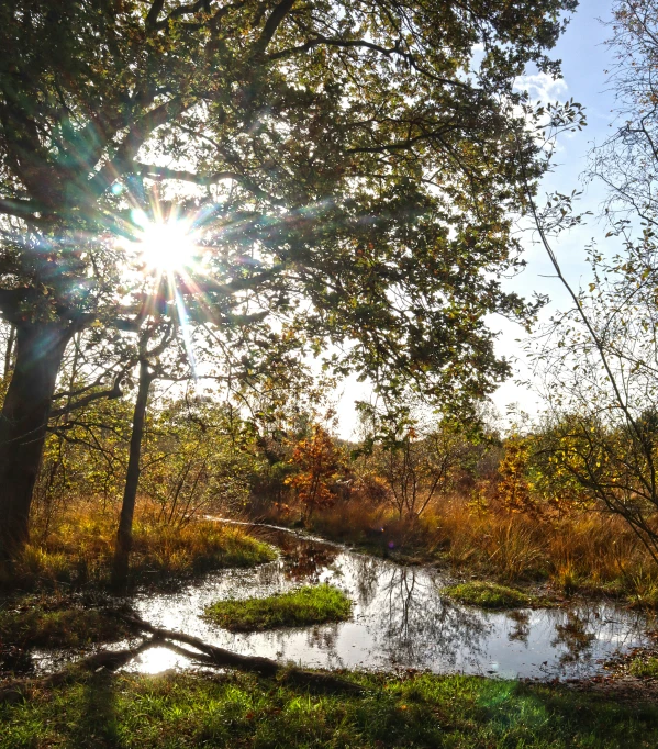 the sun shines through some nches in a field