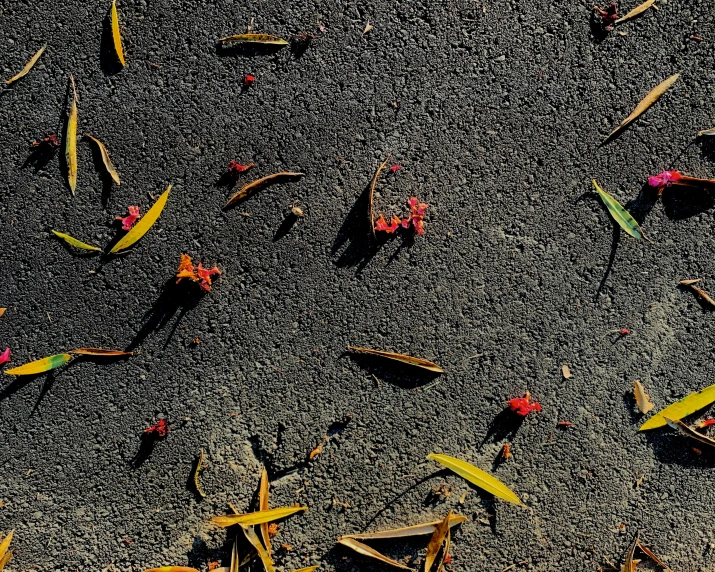 a bunch of dead flowers are lying in the sand
