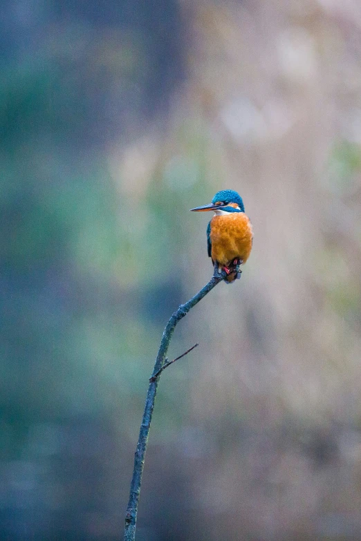 an orange and blue bird with a large beak perched on a tiny twig