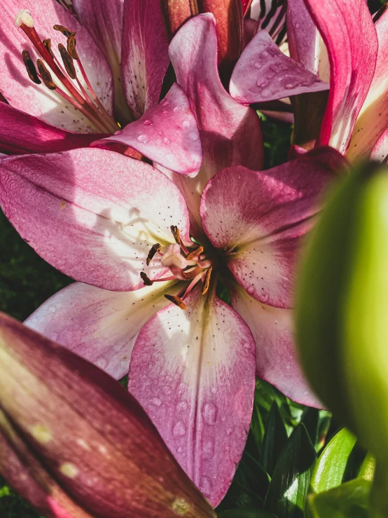 pink flowers are shown in this close up po