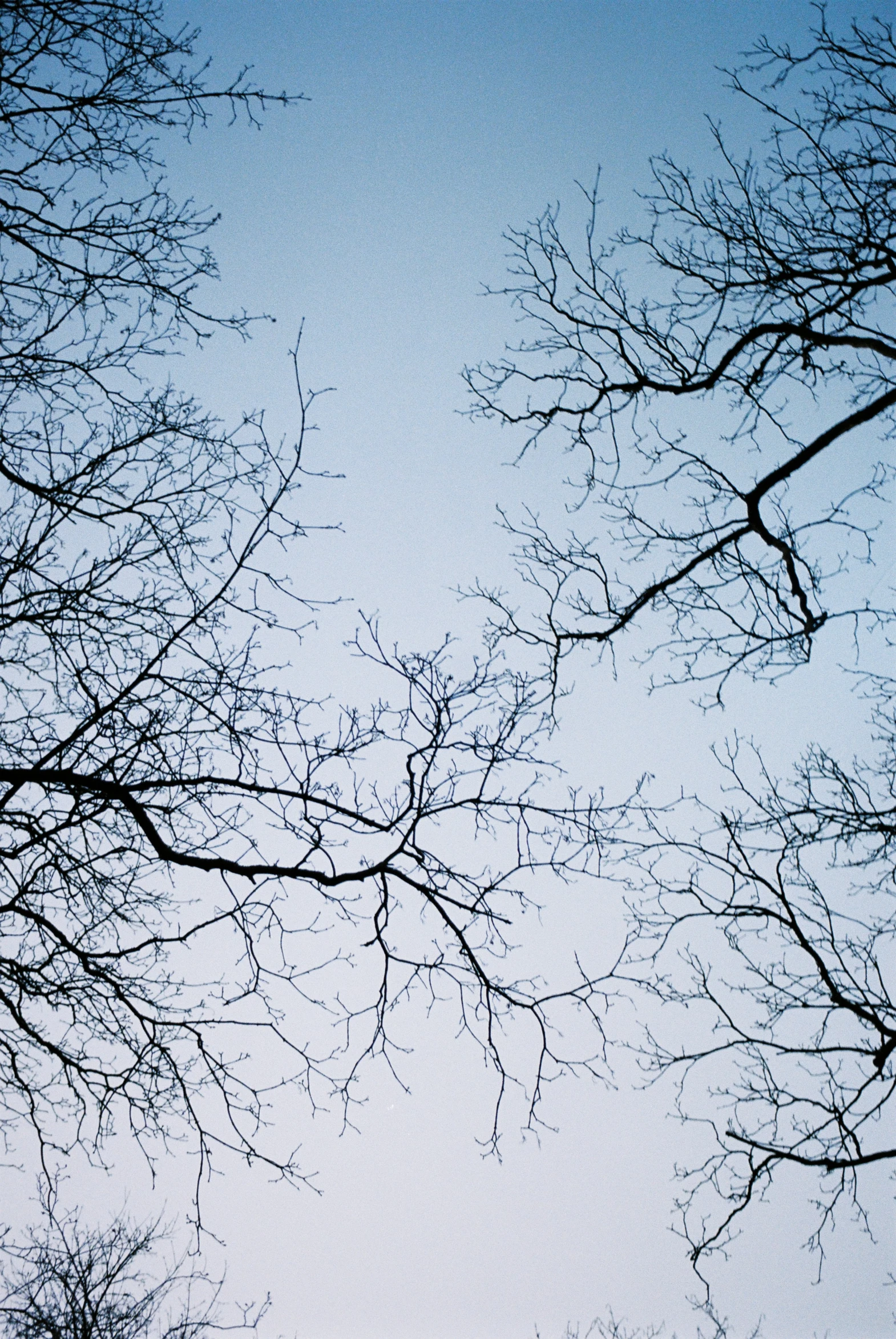 silhouettes of nches against the blue sky