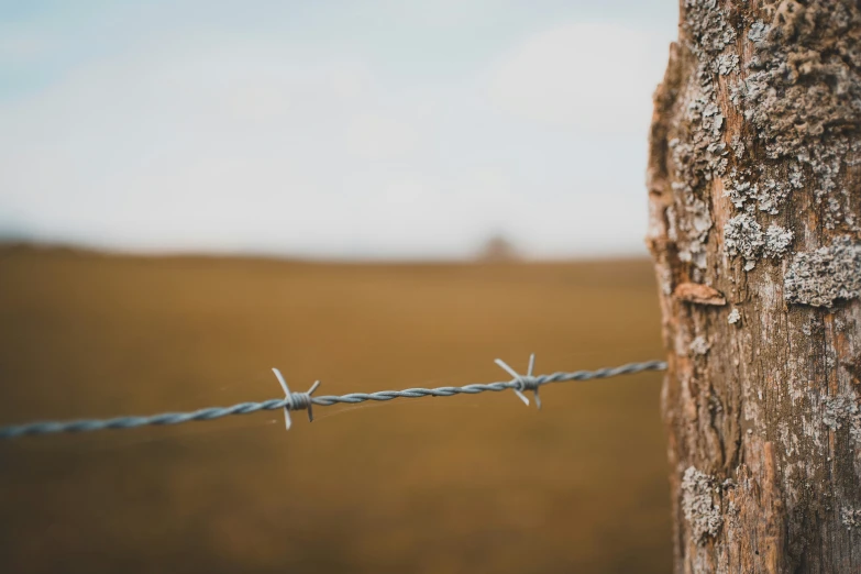 barbed wire and tree with grassy area in the background