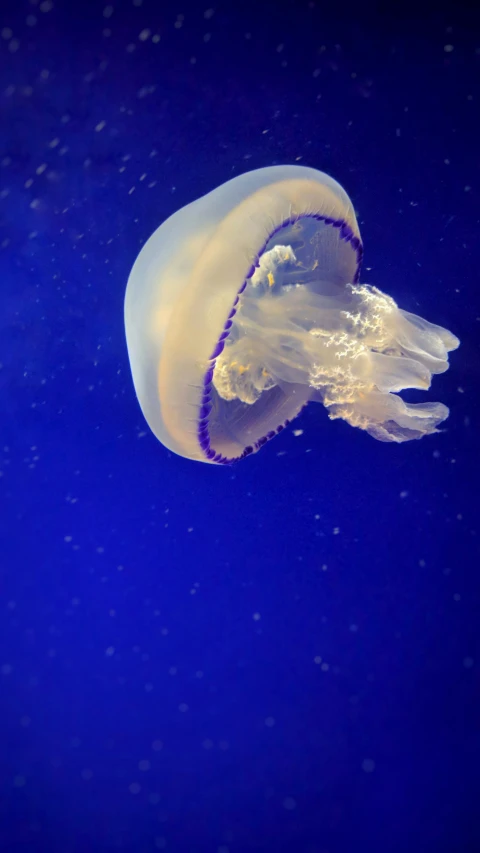 a large jellyfish swimming on top of water