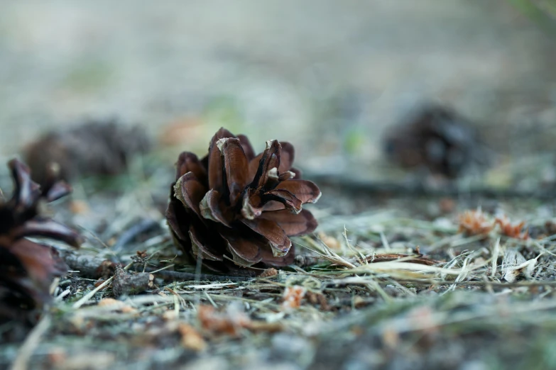 two very large pine cones are on the ground