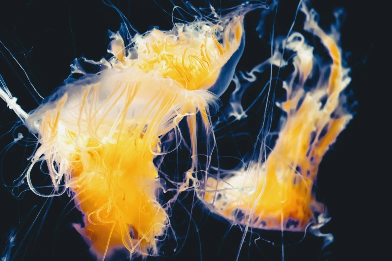 yellow colored jelly floating in the water