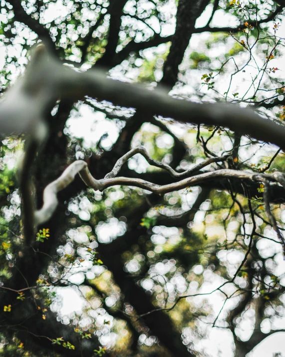 a bird is sitting on the nch of a tree