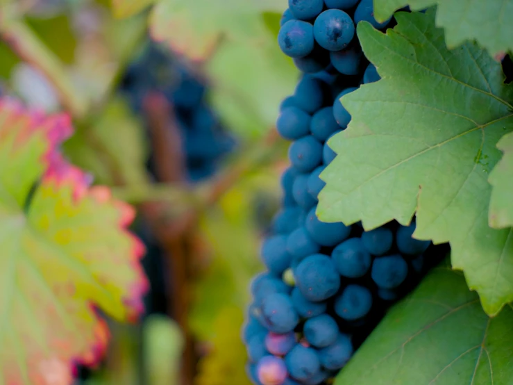 gs on the vine are ready to be picked