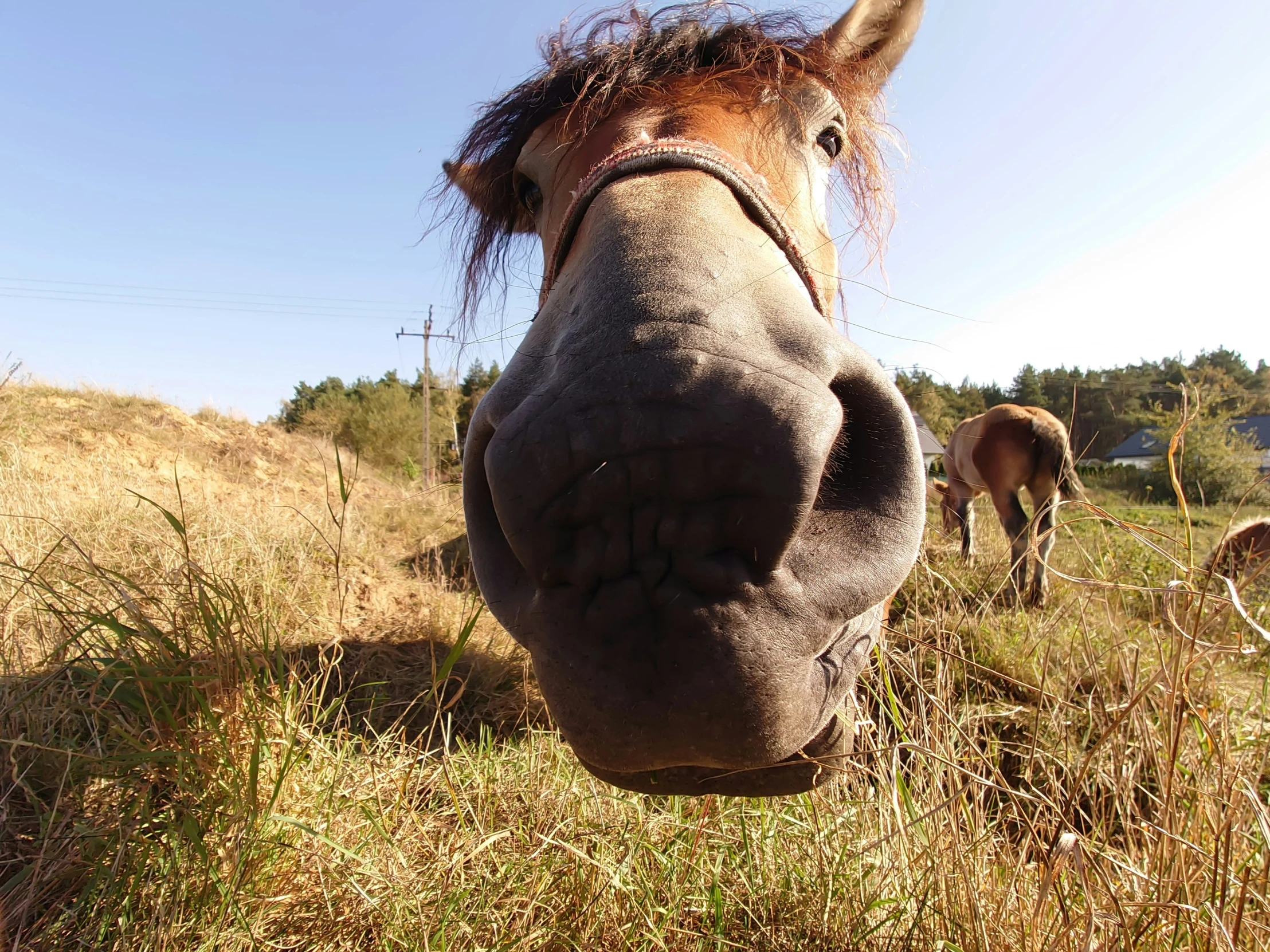 a horse with a long nose stares ahead