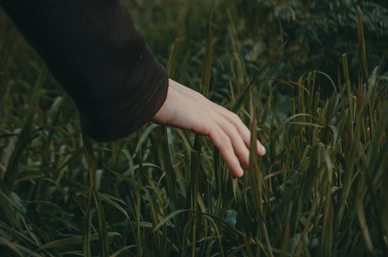 a hand reaching for soing in some tall grass