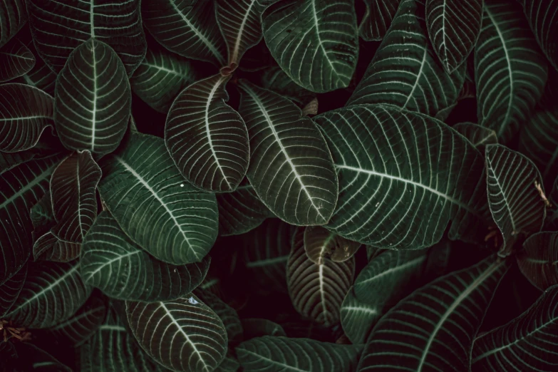 close up pograph of the green leaves of a plant