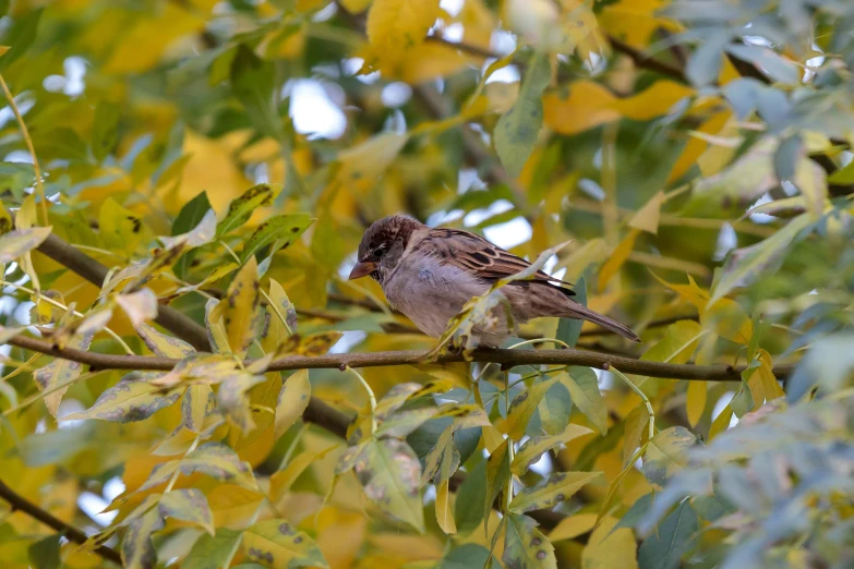 a small brown bird perched in the middle of a tree nch