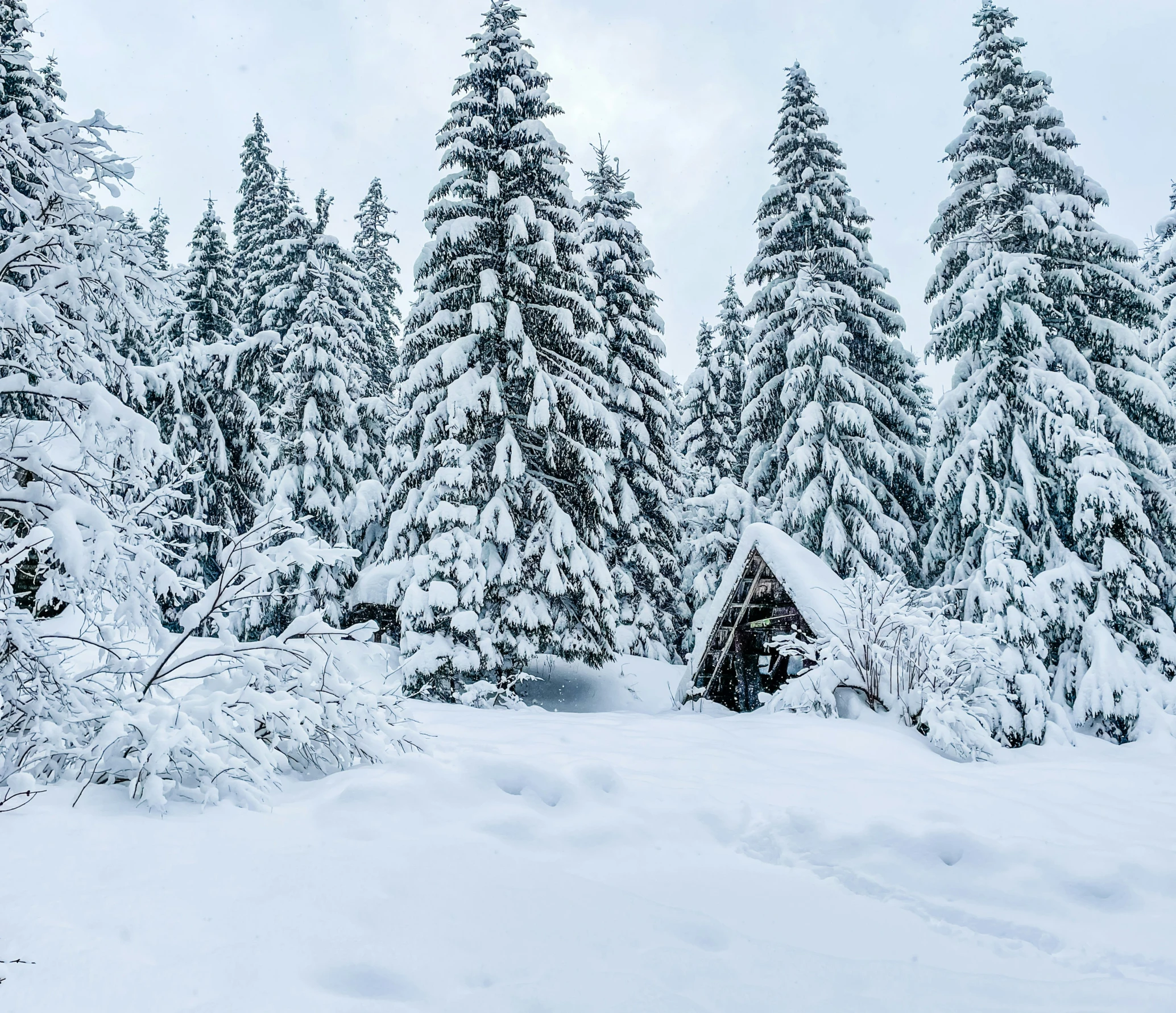 snowy landscape of a cabin surrounded by evergreens