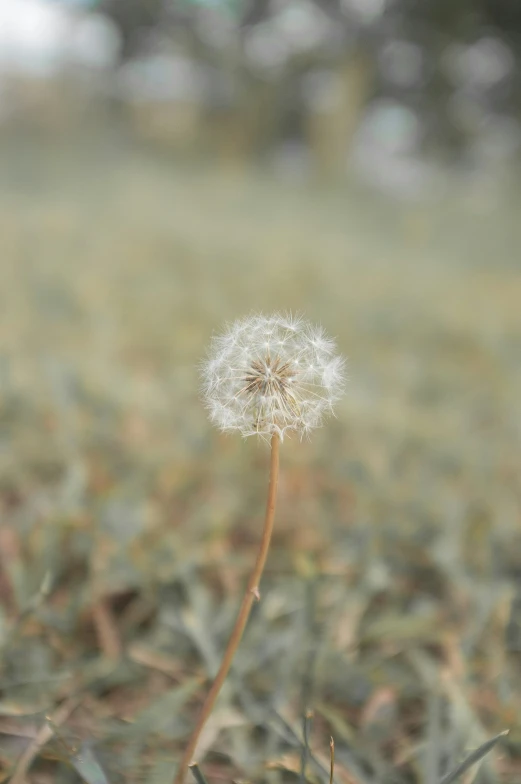 this is a dandelion sitting in the middle of a field