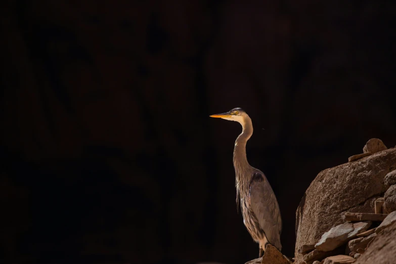 there is a bird that is sitting on a rock